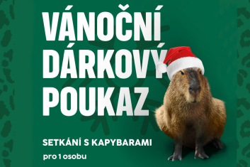 Setkání s kapybarami 1 osoba