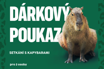 Setkání s kapybarami 2 osoby