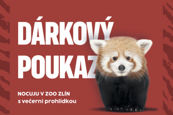 Nocuju v zoo s večerní prohlídkou areálu