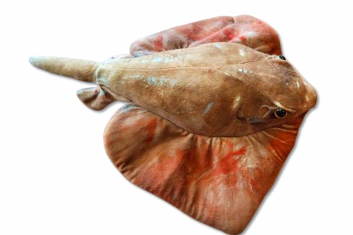 Plyšový rejnok hnědý 40cm