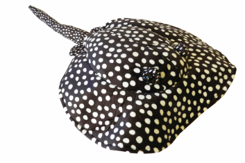 Plyšový rejnok puntíkatý 40cm