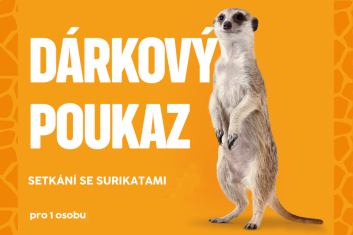Setkání se surikatami 1 osoba