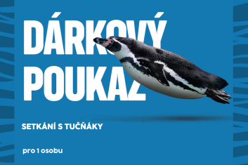 Setkání s tučňáky 1 osoba