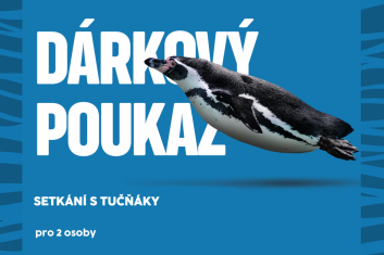 Setkání s tučňáky 2 osoby