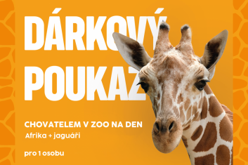 Chovatelem na den: Afrika+jaguáři, 1 osoba