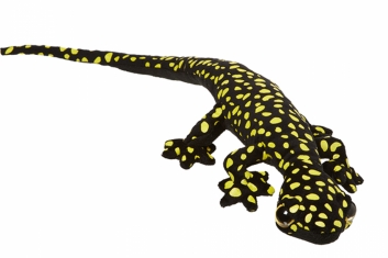 Plyšový gekon černožlutý 62 cm