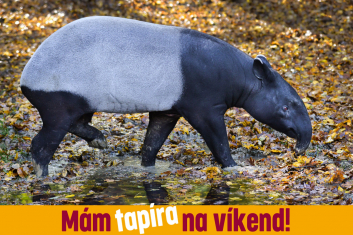 Mám tapíra na víkend!