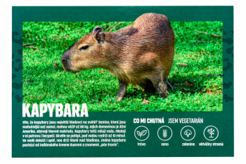 Pohled zoo kapybara