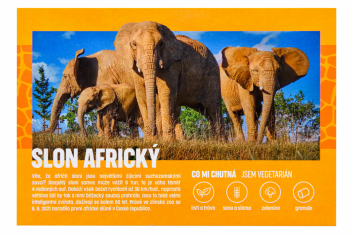 Pohled zoo slon africký